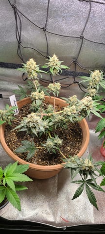 Alaskan bananaberry auto — flower, day 64