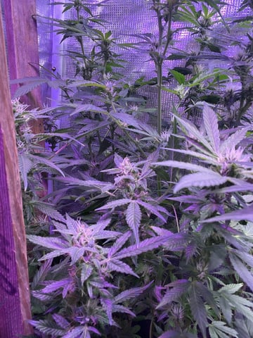 Ak-47 (Fast Verison) and pine Auto  — flower, day 74