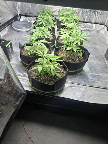 3rd Auto Grow — vegetative, day 46
