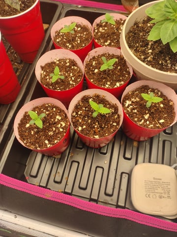Mainely Genetics Micro Pheno Hunt — none, day 2