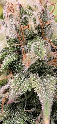 First Grow — flower, day 110