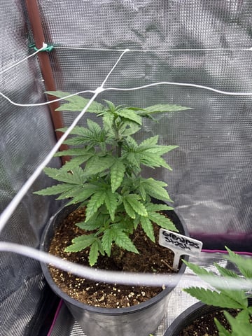 first grow in new 2x2 — vegetative, day 46