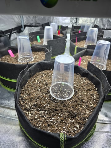 3rd Auto Grow — seedling_rooting, day 24