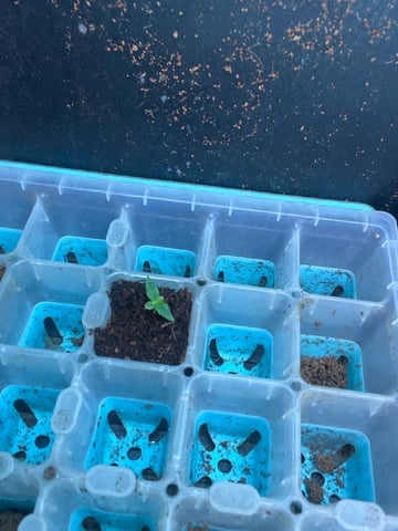 Milky Way F1 — auto, day 11