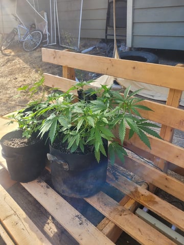 Making Crosses  — vegetative, day 69