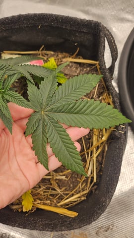 First Feminized Grow  — vegetative, day 41