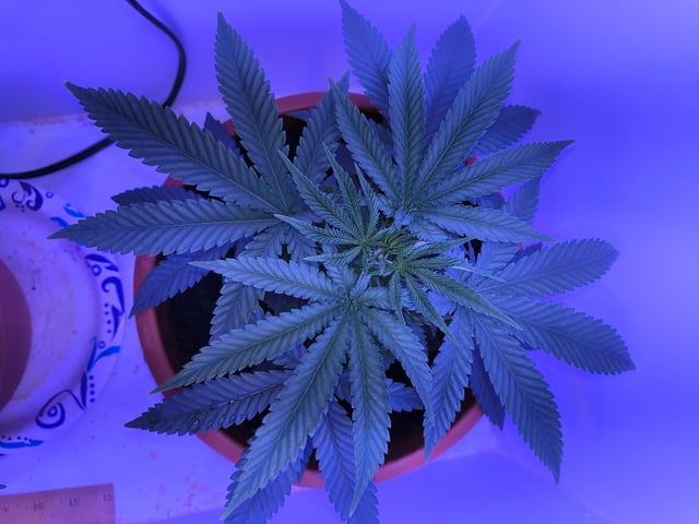 unknown strain 1st grow — vegetative, day 19