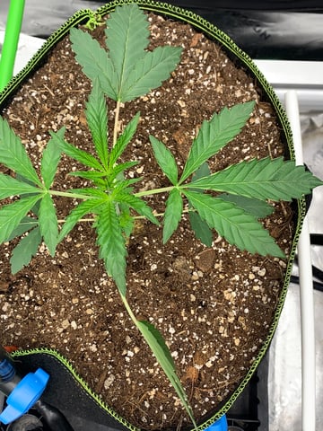 Six  — vegetative, day 28