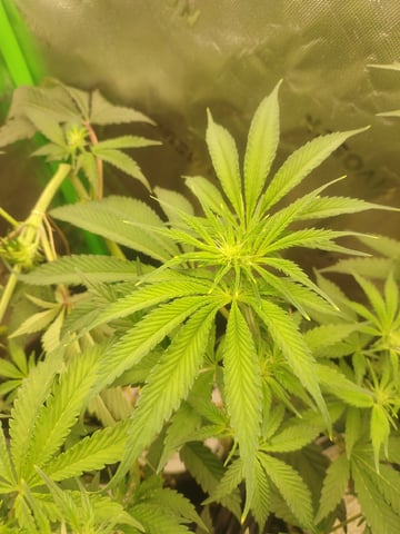 Mainely Genetics Micro Pheno Hunt — flower, day 55