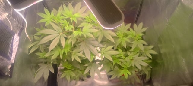 frst grow tent grow — vegetative, day 50