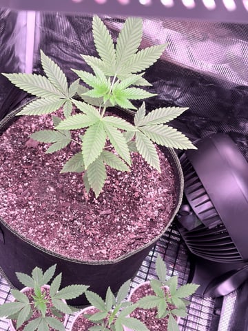 CANDYLAND — vegetative, day 40