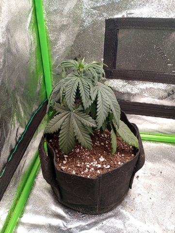 All Aboard!!! — vegetative, day 29
