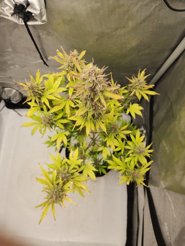 Another round of Mephisto Genetics from Schoolyard Crush and Do-si-delirium drops. — flower, day 63