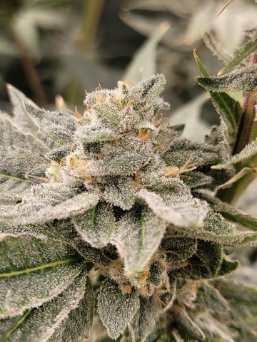 #3 — flower, day 77