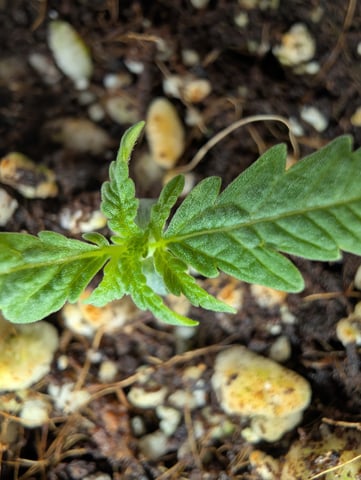 outdoor — seedling_rooting, day 16