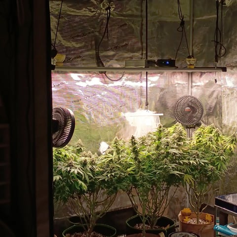 TentPlantLightFan — flower, day 114