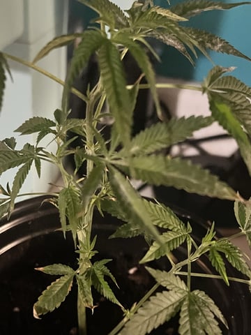 White Widow Auto — flower, day 41