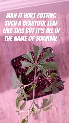 FKAFL — vegetative, day 14