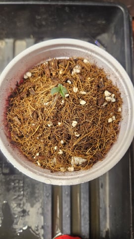 Seed To Harvest #1 4×4 — seedling_rooting, day 1