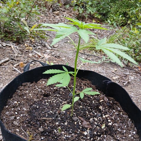 1GreenThumb — vegetative, day 247