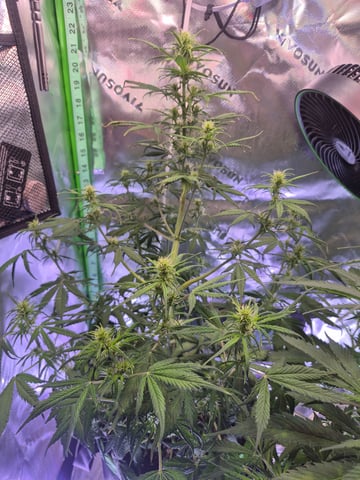 First "Auto" Grow — flower, day 40