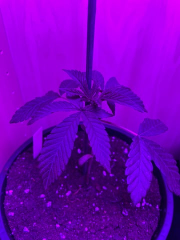 white runtz first grow  — vegetative, day 3