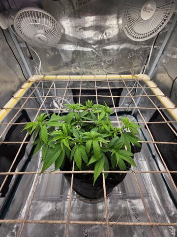 First try — vegetative, day 69