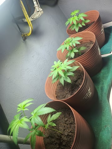Indoor 🇲🇽 — vegetative, day 24