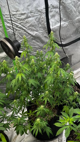 Rippleys OG Auto (Mephisto Genetics) 1st Attempt at Autos — flower, day 57