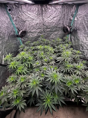 PKB remix/PotG — vegetative, day 66