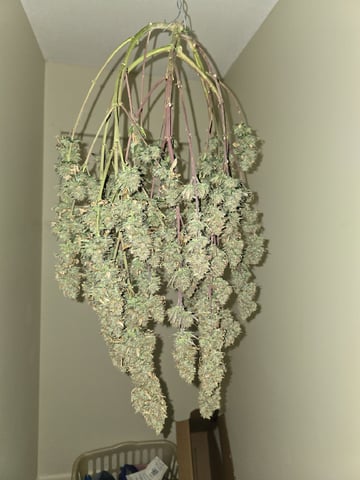 Gorilla Cookies auto  — harvest, day 89