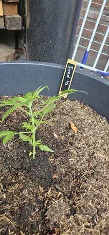 Purple Haze Autoflower — vegetative, day 42