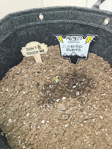 Mango Runtz — seedling_rooting, day 8