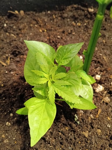 OG KUSH — vegetative, day 35