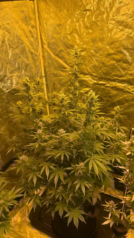 Possible Switch — flower, day 36