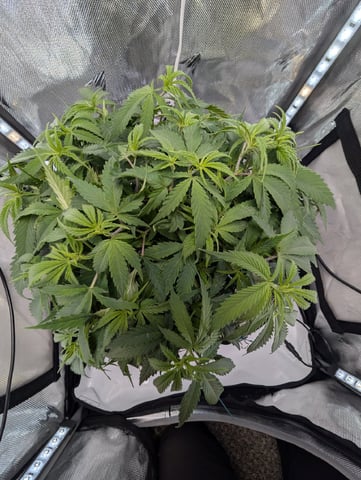 C99 CloneWars! — vegetative, day 24