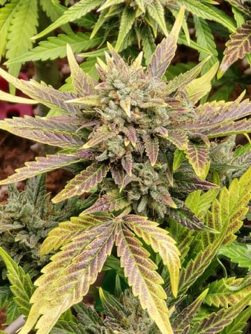 Gummies Bear & Blackberry Auto — flower, day 73