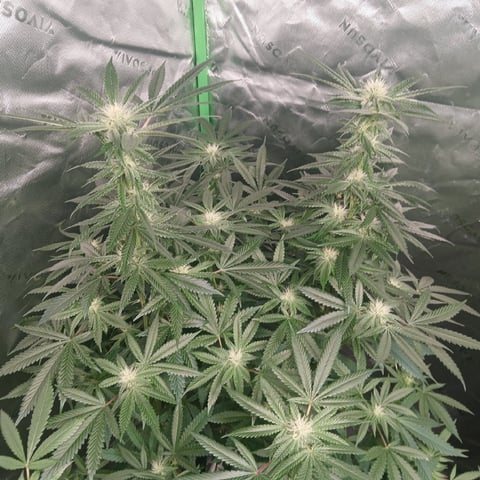 run #3 — flower, day 64