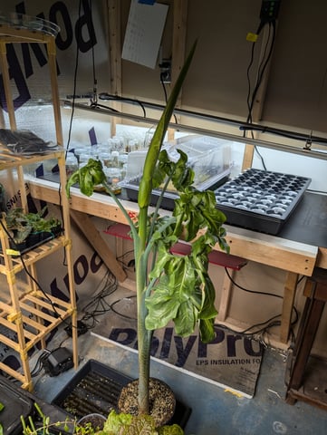 See what grows — vegetative, day 75