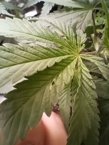 All Aboard!!! — vegetative, day 51