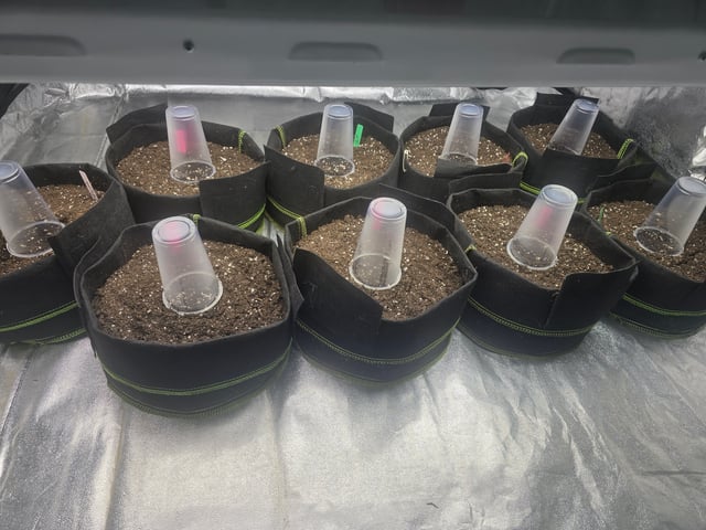 3rd Auto Grow — germination, day 19