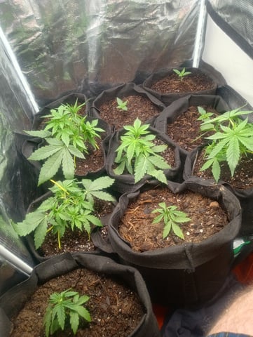  auto mixed pack indoor attempt #1 — vegetative, day 24