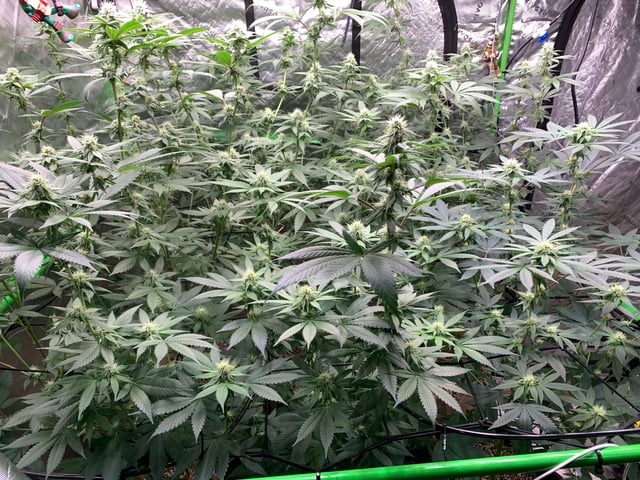 Papaya Frosting  — flower, day 88