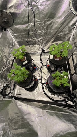 1st Ever Grow (Fat Bastard)(RDWC)  — vegetative, day 64