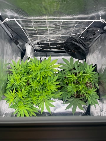 Gorilla Zkittlez & RS #11 — flower, day 50