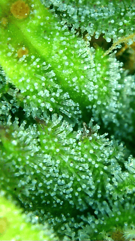 First Legal Grow — flower, day 133