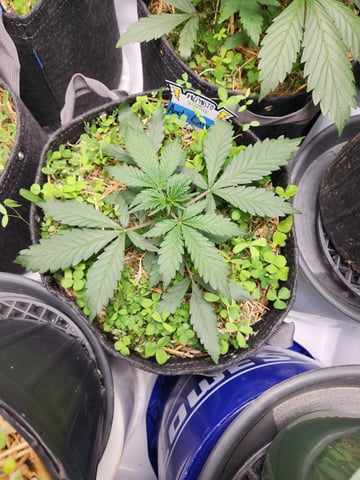 Mephisto Apple Crush and Pop tart OG in Nature's Living Soil.  — vegetative, day 25