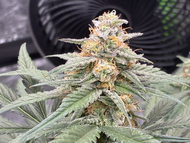 Jelly Donutz Auto And Pineapple OG Auto — flower, day 75