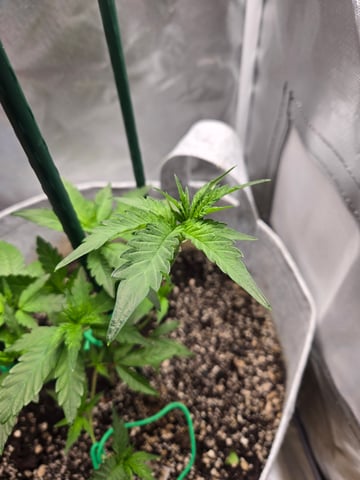 Looking for advice! — vegetative, day 24