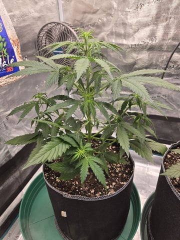 StrawZ (autoflower) — vegetative, day 36
